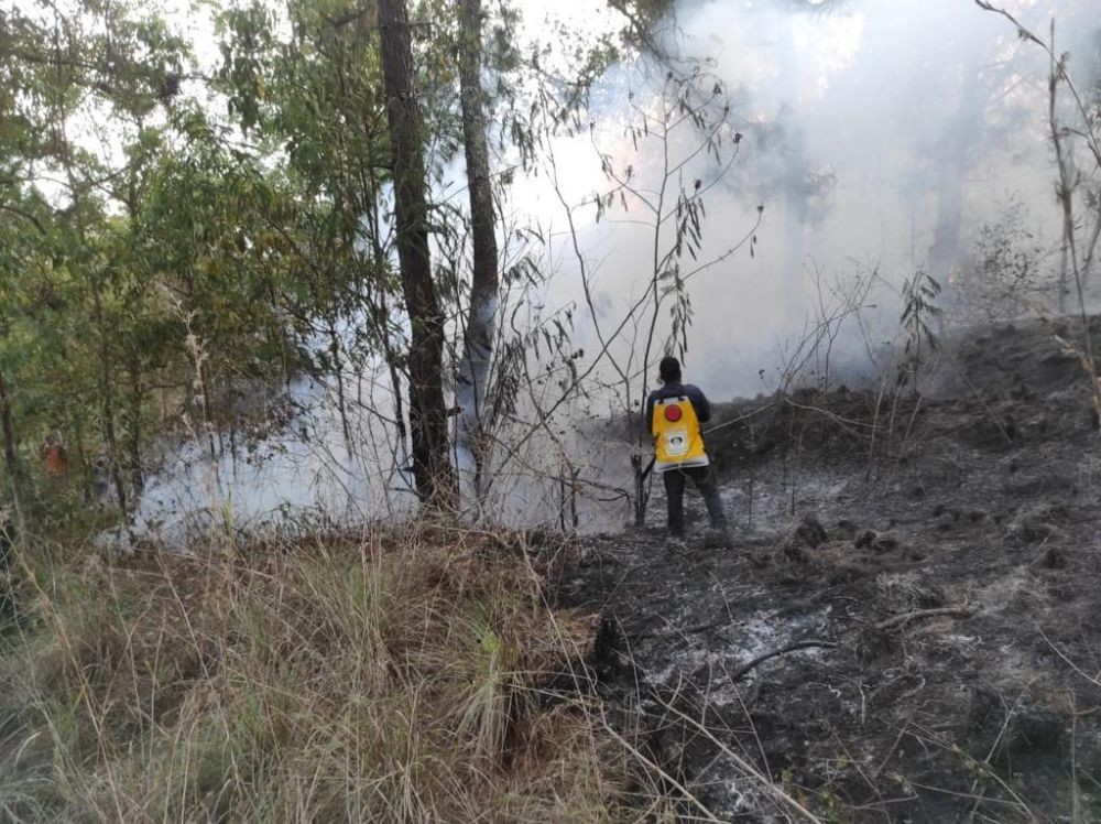 Hutan di Gunung Batur Bali Terbakar, 3 Hektare Hangus Dilalap Api