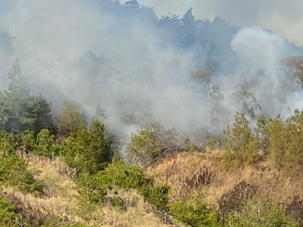 Hutan di Gunung Batur Bali Terbakar, 3 Hektare Hangus Dilalap Api