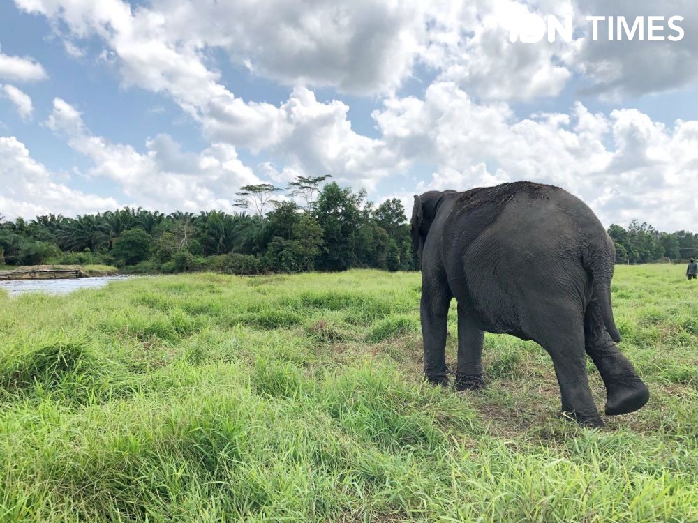 9 Potret Satwa Suaka Margasatwa Padang Sugihan Pusat Latihan Gajah