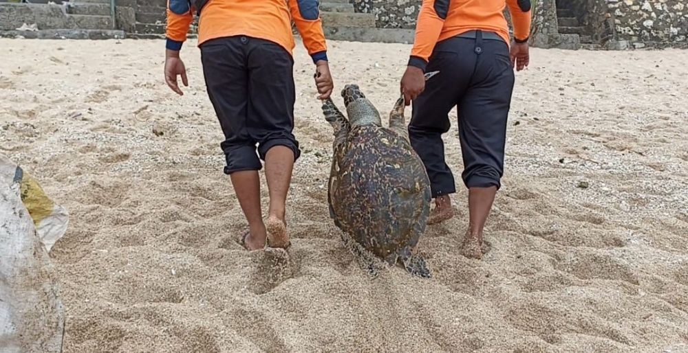 2 Ekor Penyu Ditemukan Mati di Pantai Selatan Yogyakarta
