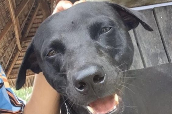 75 Ribu Orang Teken Petisi Usut Kematian Anjing Canon