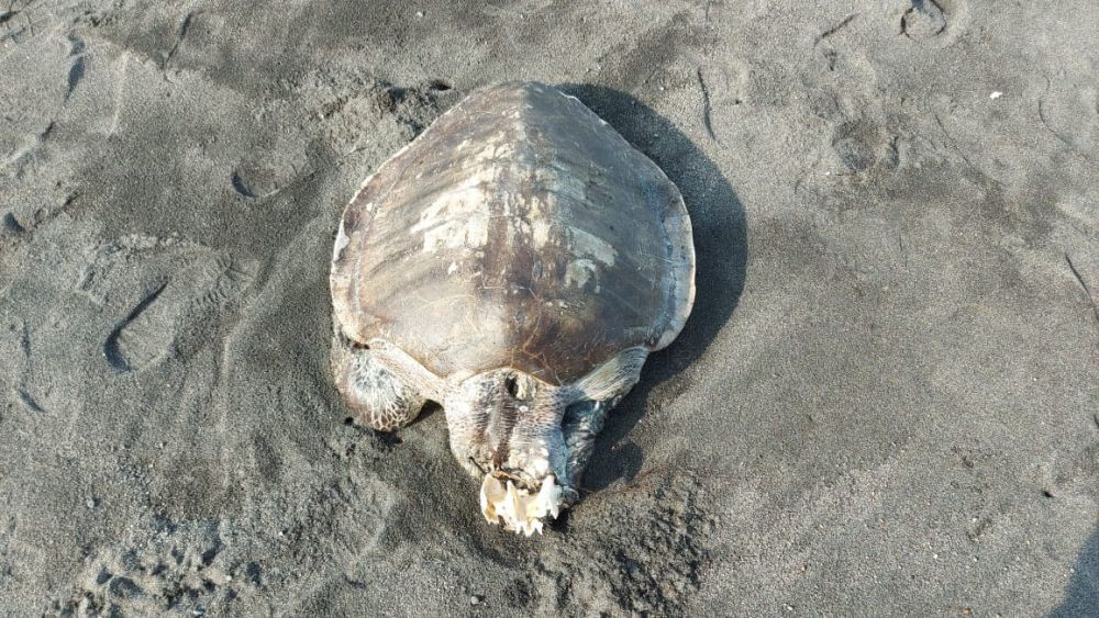 2 Ekor Penyu Ditemukan Mati di Pantai Selatan Yogyakarta