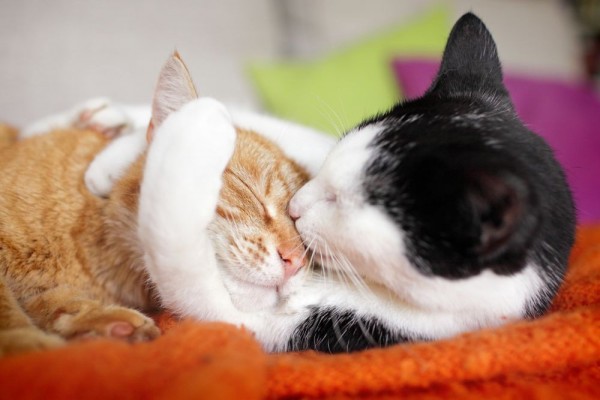 8 Ciri-Ciri Kucing Berahi, Bersiaplah untuk Musim Kawin!