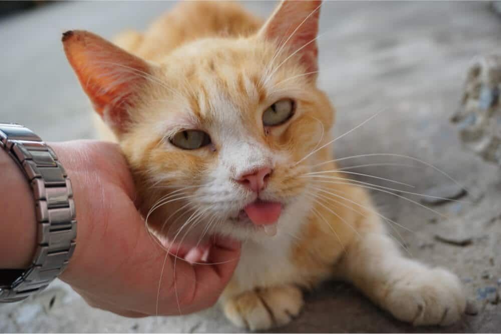 Wali Kota Semarang Sebut Kucing Liar yang Ditangkap Damkar Gak Rabies