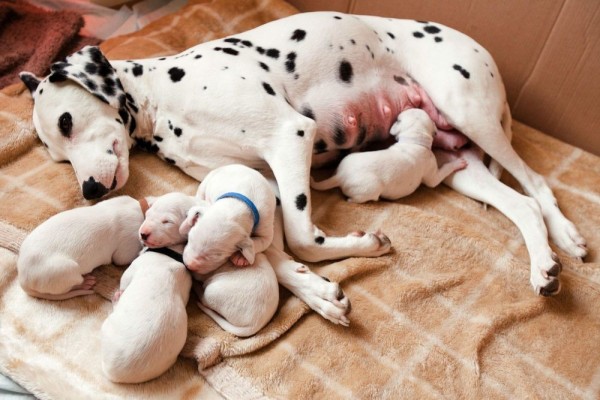 7 Ciri-Ciri Anjing Hamil yang Harus Kamu Ketahui