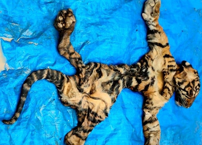Nyamar Jadi Pembeli, Petugas Tangkap 3 Warga Penjual Kulit Harimau