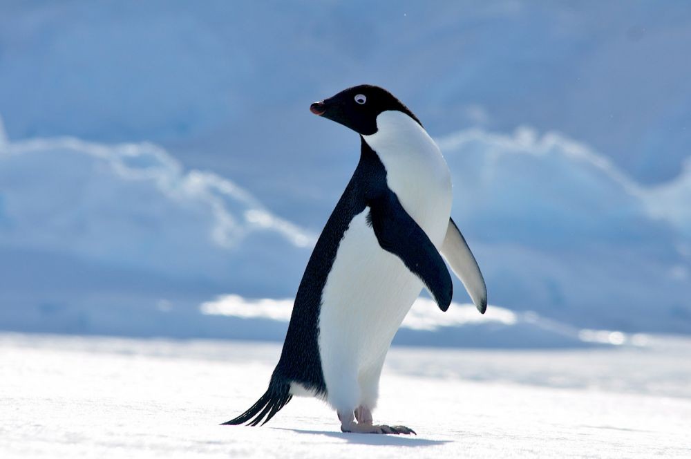 Mengenal Penguin Adelie yang Mungil dan Menggemaskan