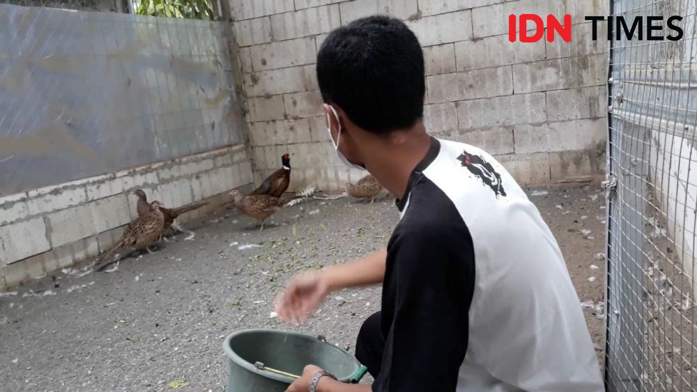 Warga Bantul Budidaya Ayam yang Diklaim Bisa Deteksi Gempa