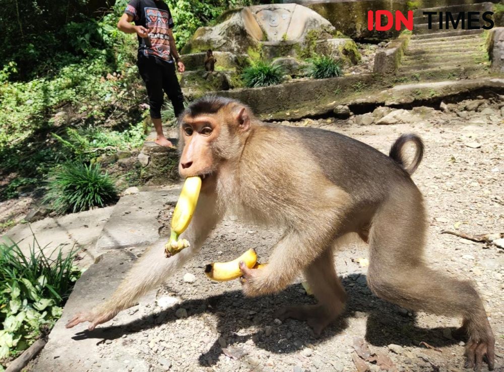 Keinginan Detim Manik, Gak Ada Lagi Primata yang Mengemis di Jalan  
