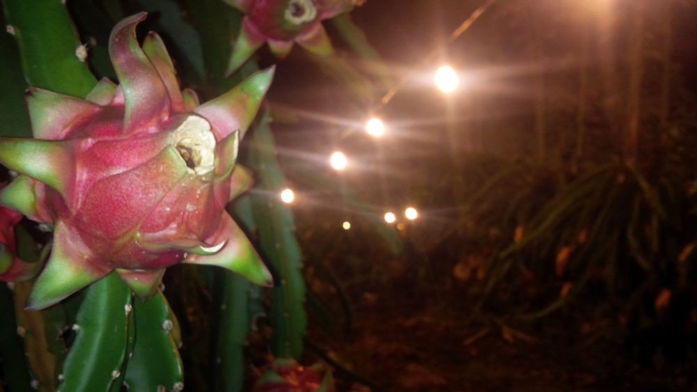 Nyala Tenaga Surya di Kebun Naga, Harapan Baru Petani Pacu Produksi 