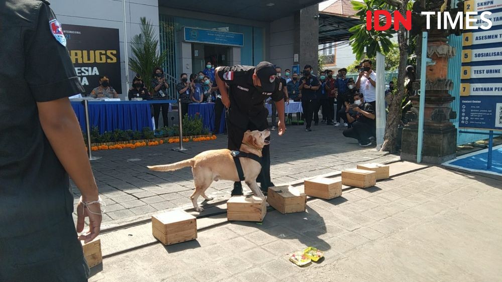 Mengenal Pawang Anjing Pelacak Narkoba dari Belanda Milik BNNP Bali 