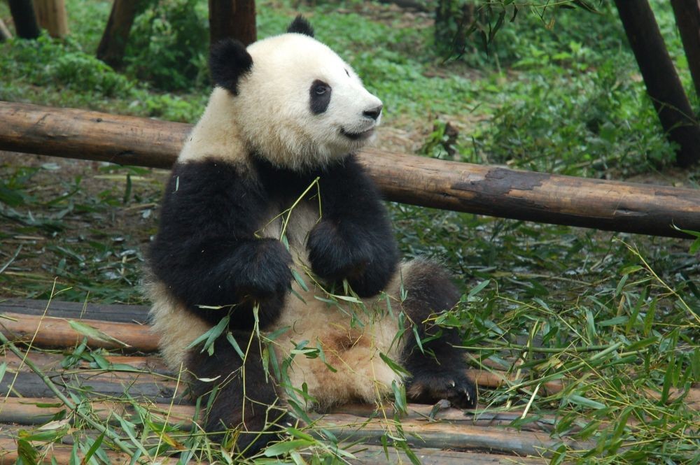 Kenapa Panda Berwarna Hitam-Putih? Ini Penjelasannya