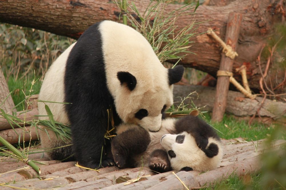 Kenapa Panda Berwarna Hitam-Putih? Ini Penjelasannya
