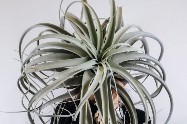 5 Ide Tillandsia, Tanaman Udara yang Tumbuh tanpa Tanah