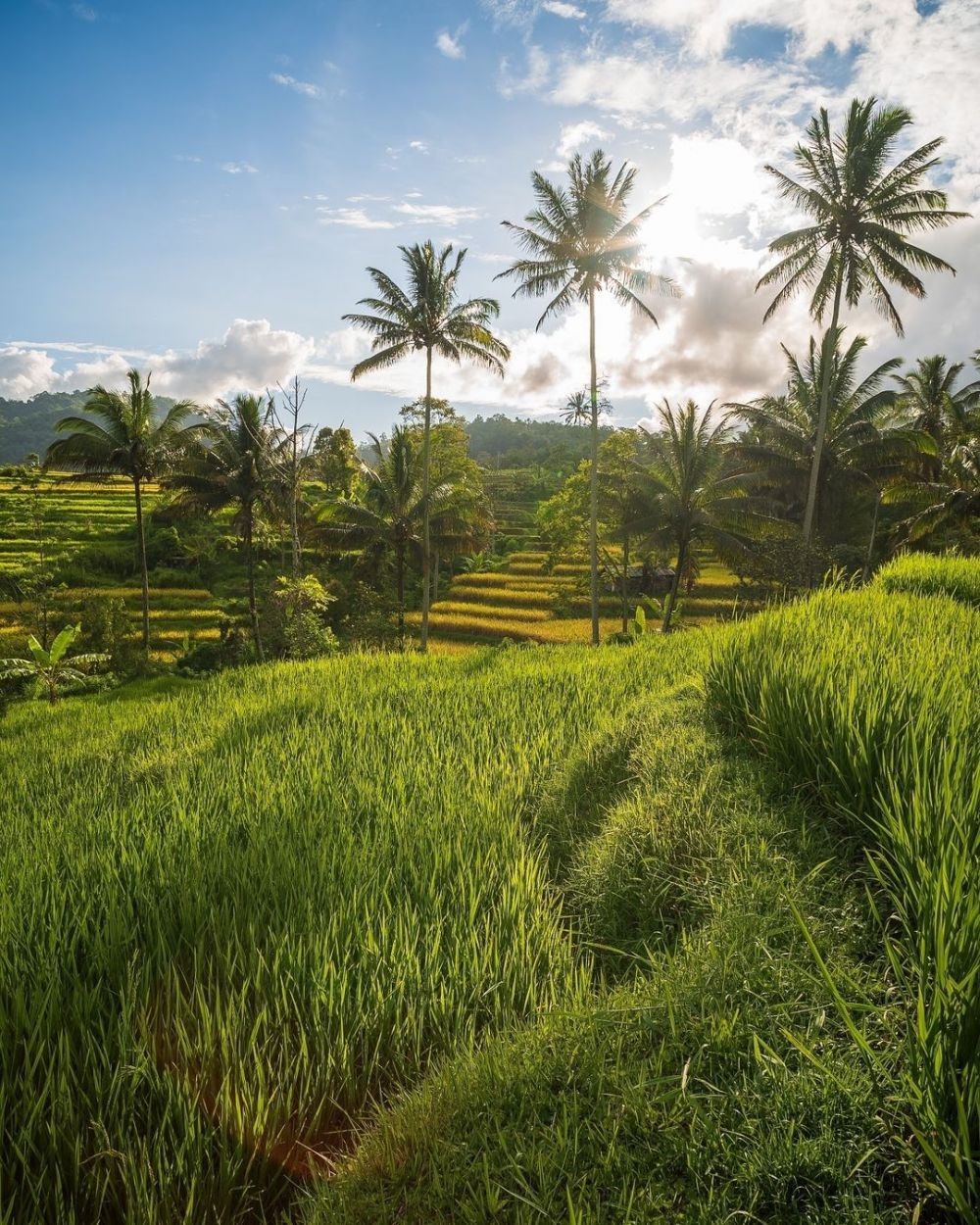 10 Terasering Paling Cantik Di Indonesia, Serasa Pulkam