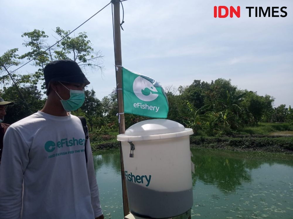 Petani Millenial Cirebon Mulai Gandrungi Inovasi Pakan Ikan Digita