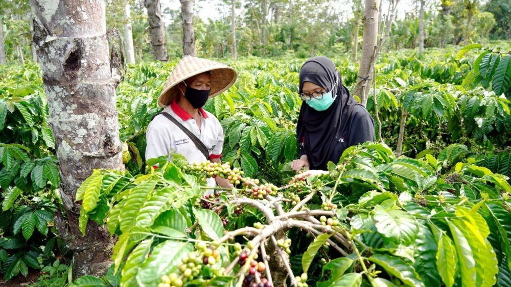 50 Tahun Nestlé di Indonesia, Petani Kopi Tanggamus Terima Penghargaan