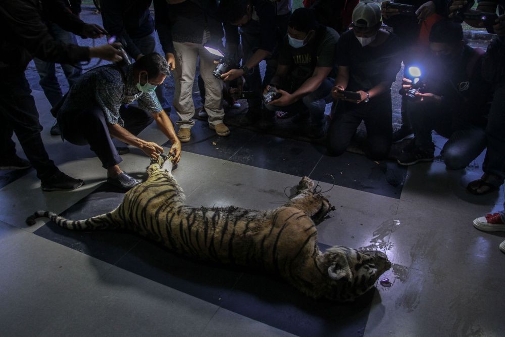 7 Fakta Harimau Sumatra, Terancam Punah Hingga Dikeramatkan