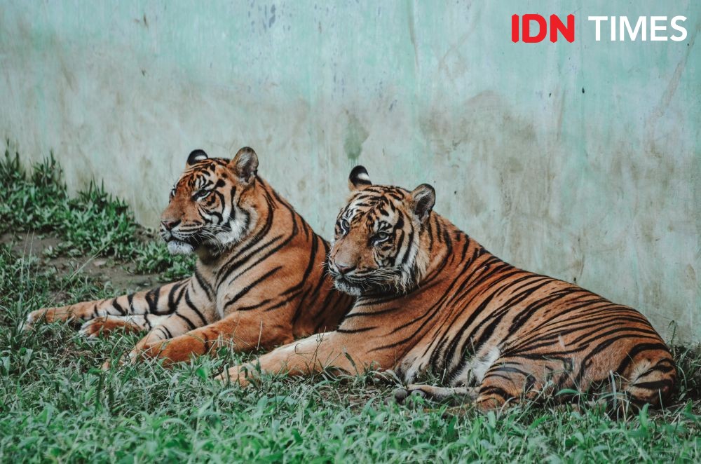 7 Fakta Harimau Sumatra, Terancam Punah Hingga Dikeramatkan