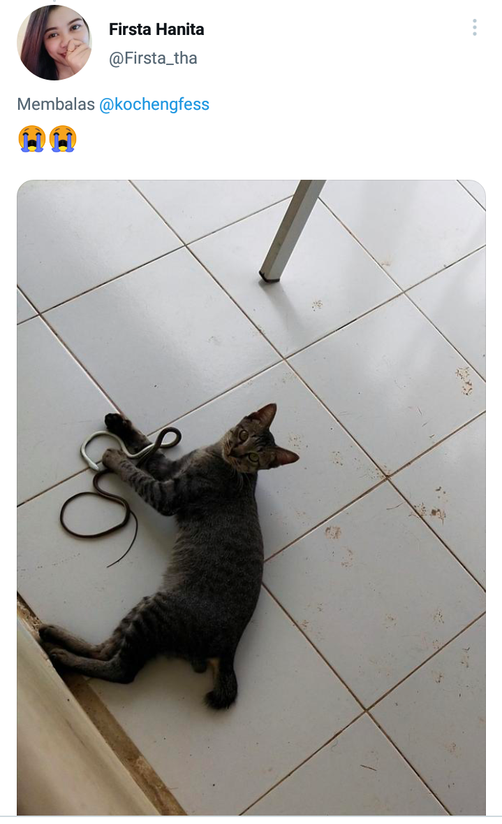 10 Pengalaman Kocak Netizen Dibawakan Hadiah oleh Kucingnya, Gemas!