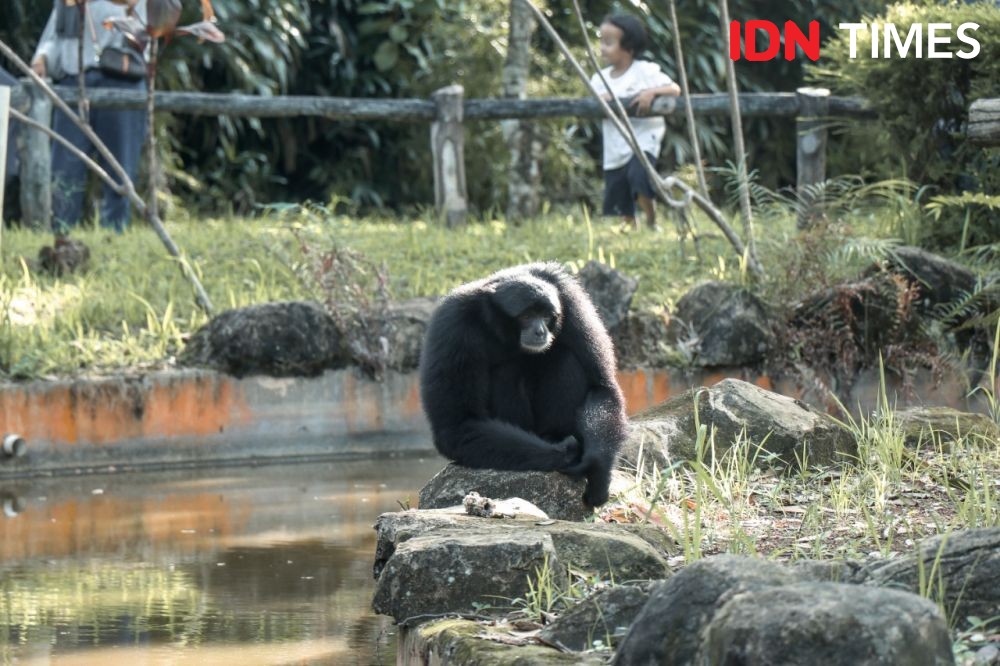 Banyak Penangkar Bangkrut, Bonbin Mangkang Dapat Kiriman Puluhan Satwa