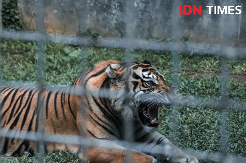 Pawang Serulingmas Zoo Tewas Diterkam Harimau, Diduga Akibat Pakannya