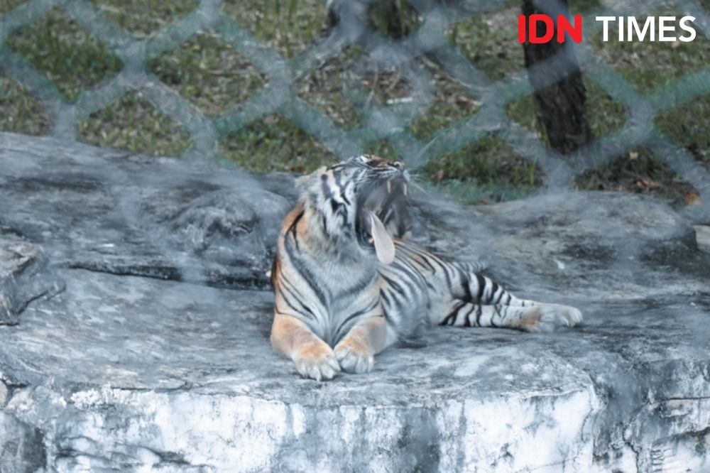 Belasan Satwa Koleksi Bonbin Mangkang Mati Per Tahun, Termasuk Harimau dan Buaya