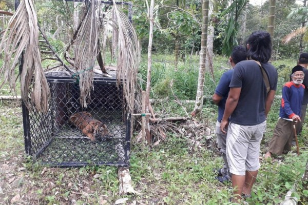Viral, Harimau Berkeliaran di Kebun Warga Akhirnya Ditangkap