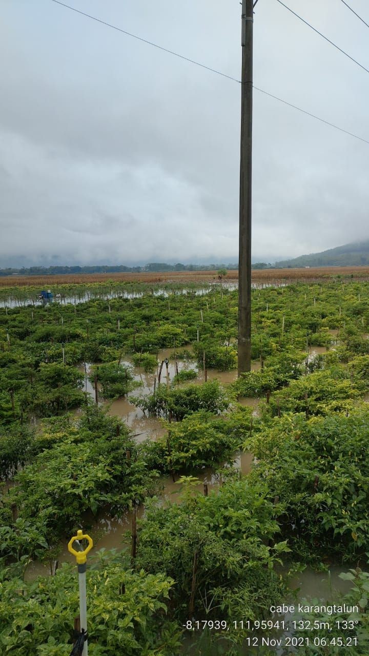 Ratusan Hektar Sawah di Tulungagung Terendam Banjir