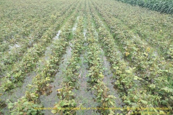 Ratusan Hektar Sawah di Tulungagung Terendam Banjir