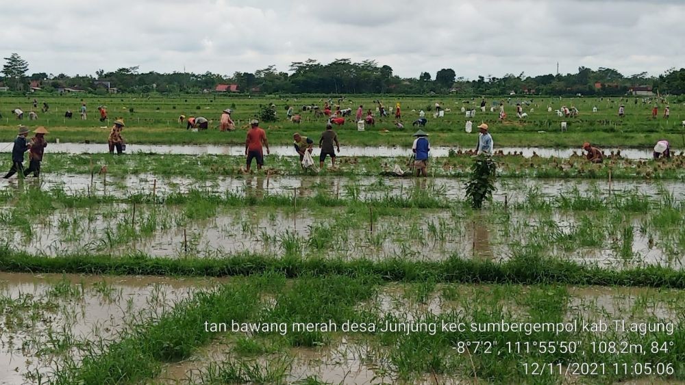Ratusan Hektar Sawah di Tulungagung Terendam Banjir