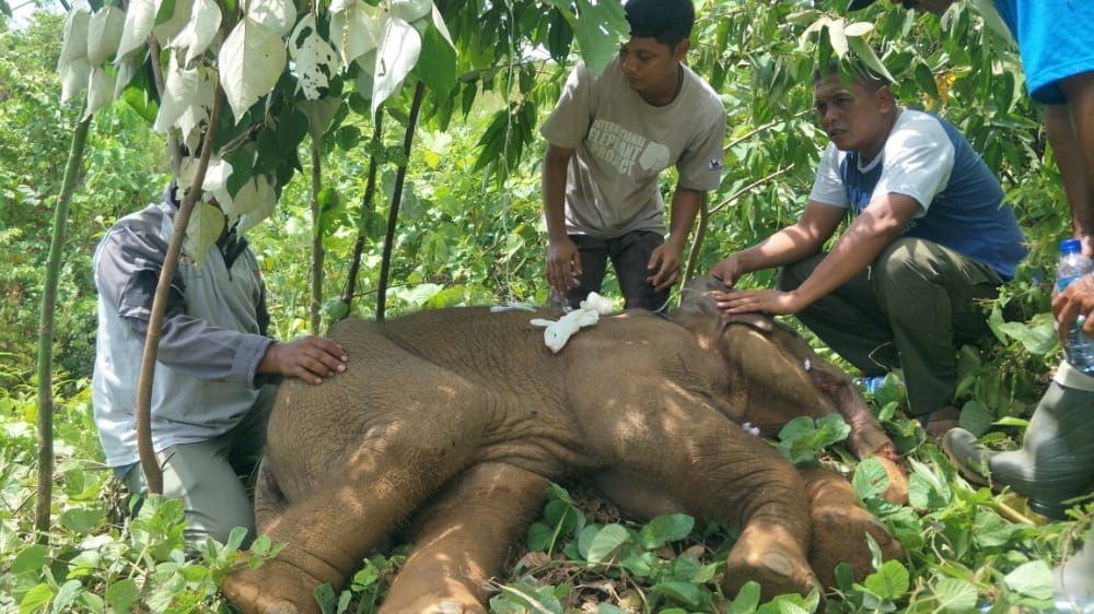 Malnutrisi dan Terluka, Gajah Liar Sumatra di Aceh Besar Akhirnya Mati