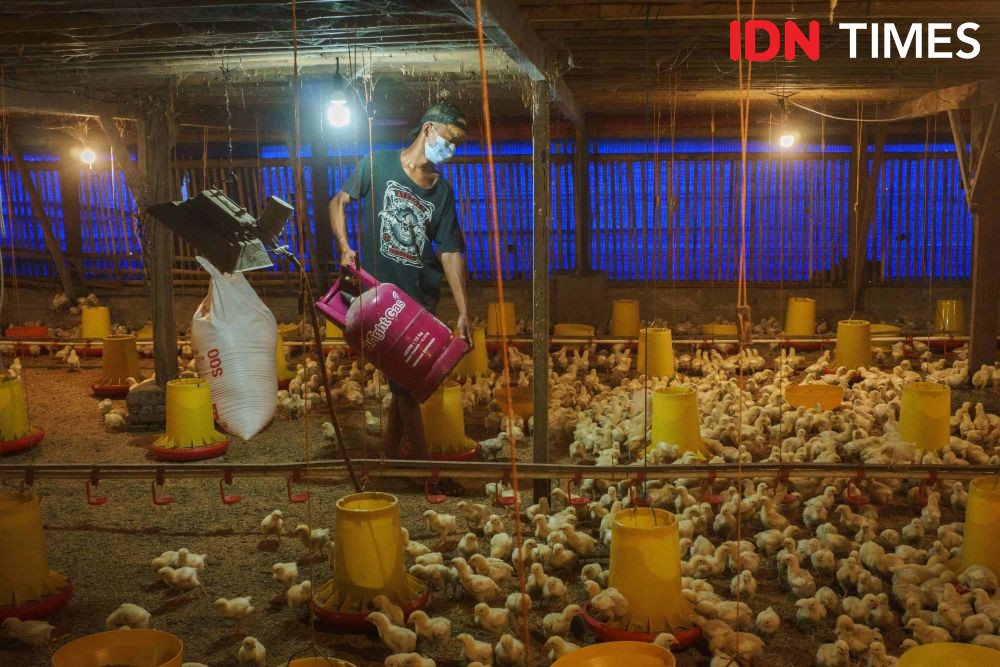 Pertamina Gelar Pelatihan Budidaya Ayam di Karang Joang Balikpapan