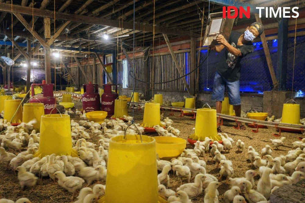 Harga Daging Ayam Broiler di Padang Panjang Turun Signifikan