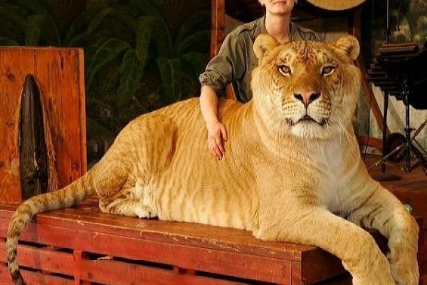 5 Fakta Liger, Hibrida Singa dan Harimau yang Unik