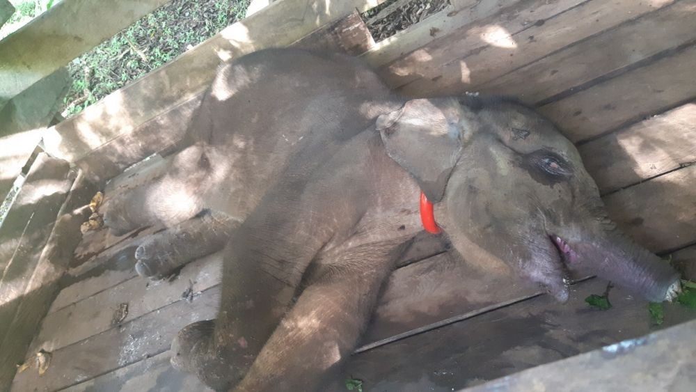 Sempat Bertahan Hidup, Anak Gajah yang Terkena Jerat Akhirnya Mati