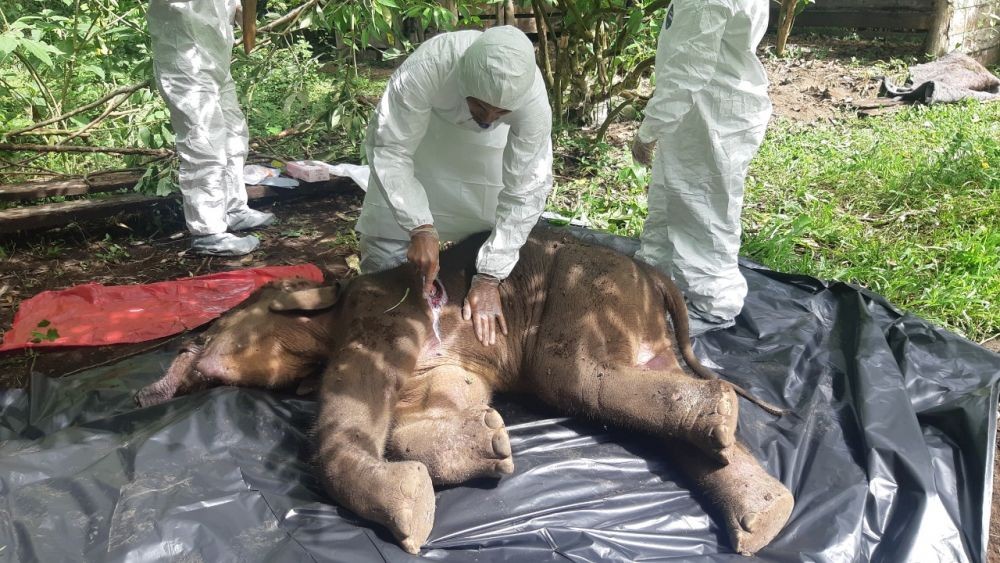 Walhi Minta BKSDA Usut Kasus Kematian Anak Gajah yang Terjerat Kawat