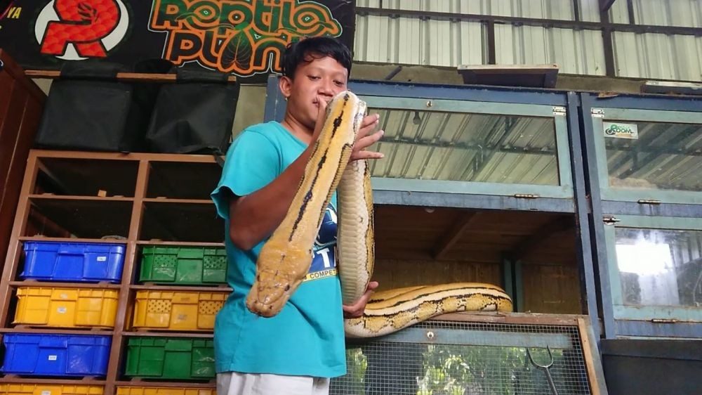 Melihat Budidaya Ular Piton yang Dilakukan Warga Tulungagung