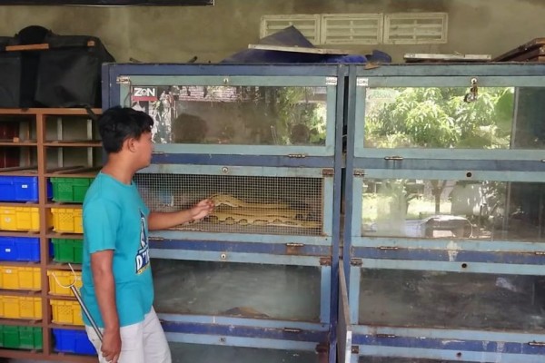 Melihat Budidaya Ular Piton yang Dilakukan Warga Tulungagung