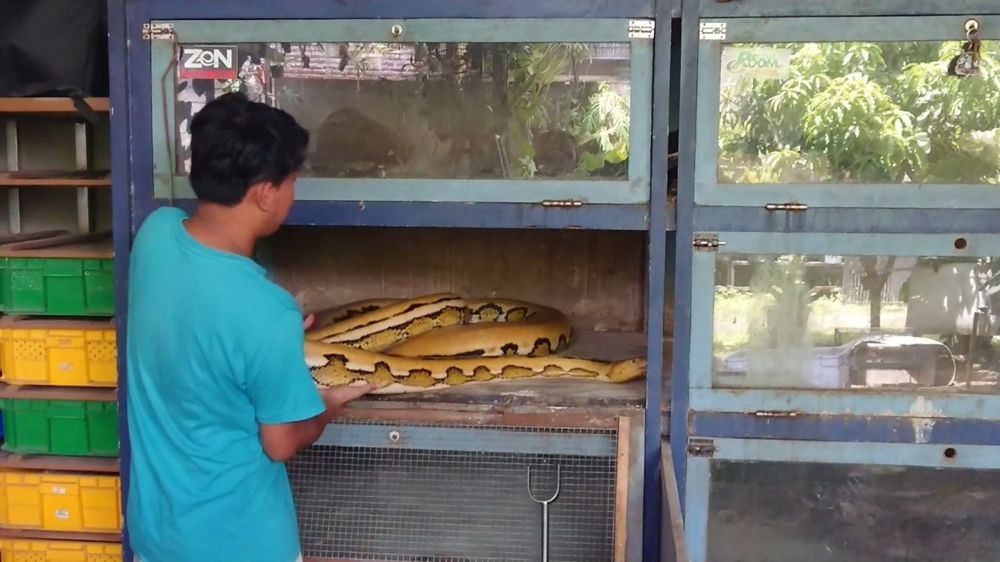 Melihat Budidaya Ular Piton yang Dilakukan Warga Tulungagung