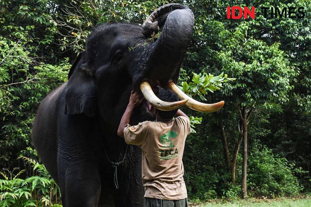 5 Kerugian Jika Gajah Punah dari Ekosistem