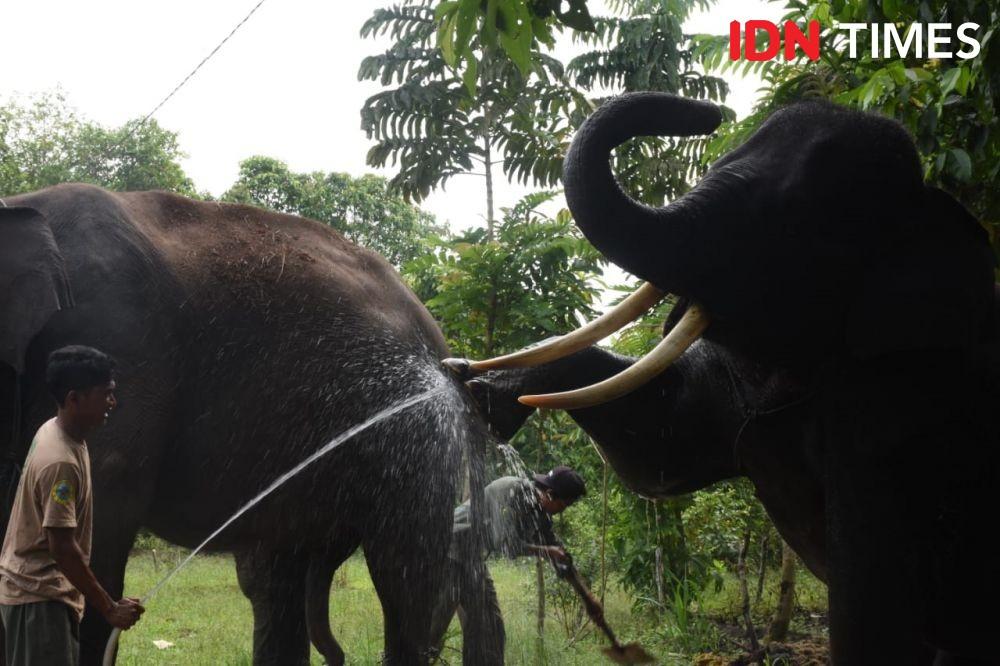 7 Hal Menarik di Taman Nasional Way Kambas Lampung Timur