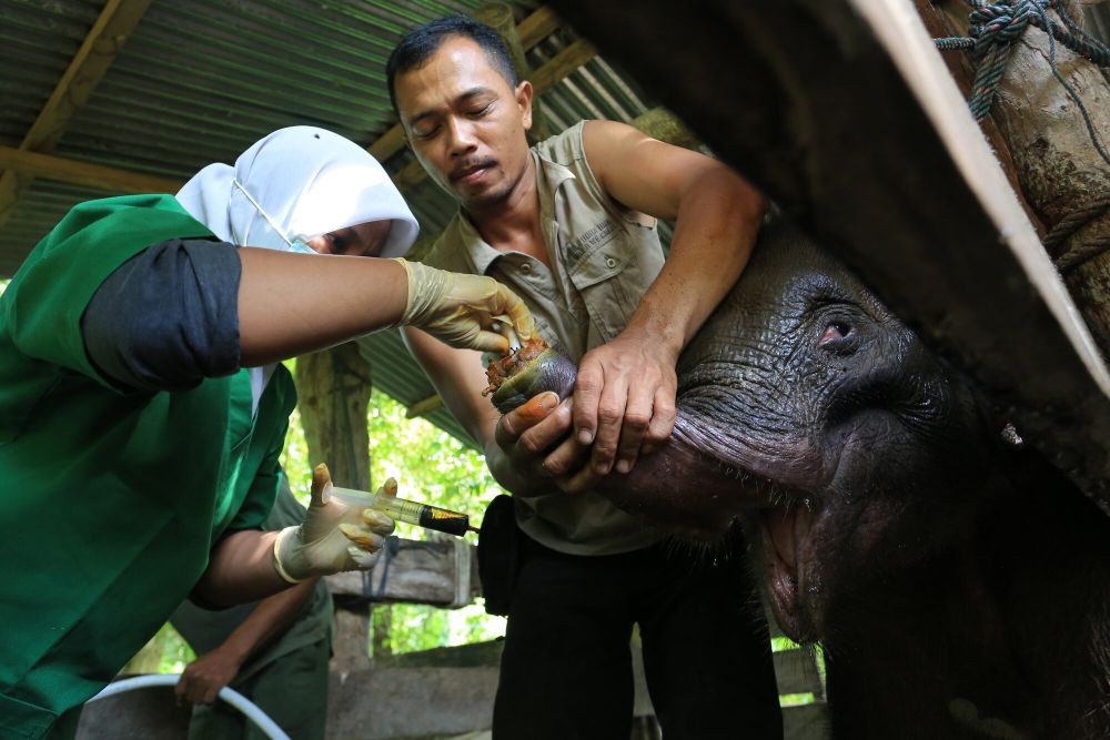 Gajah Sekar di Bonbin Semarang Meninggal, Cuaca Ekstrem jadi Alasan