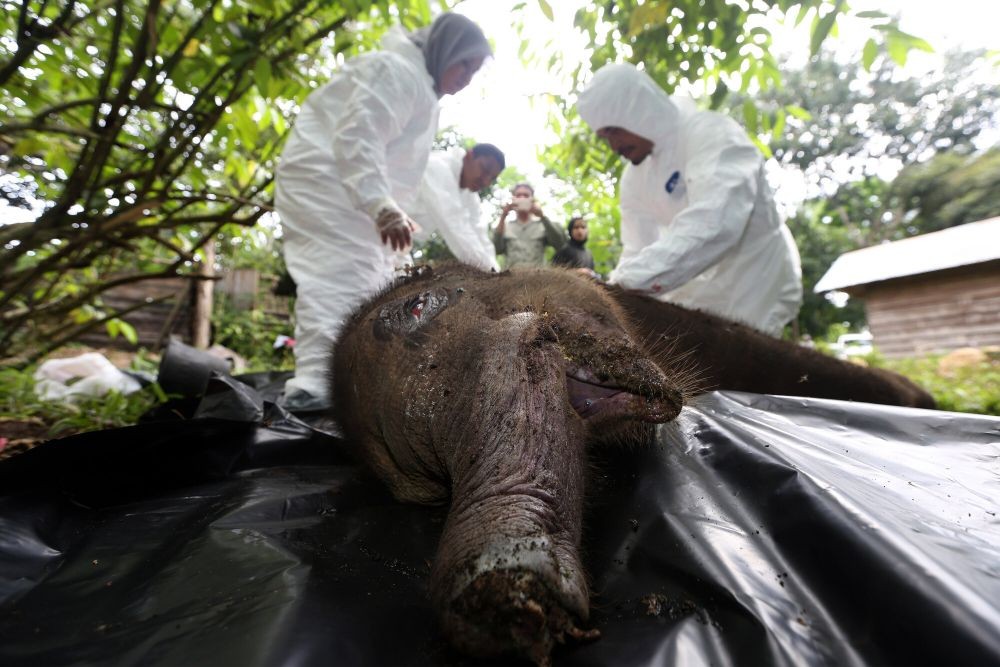 Diduga Tersengat Pagar Listrik, Gajah Sumatra Ditemukan Mati di Aceh