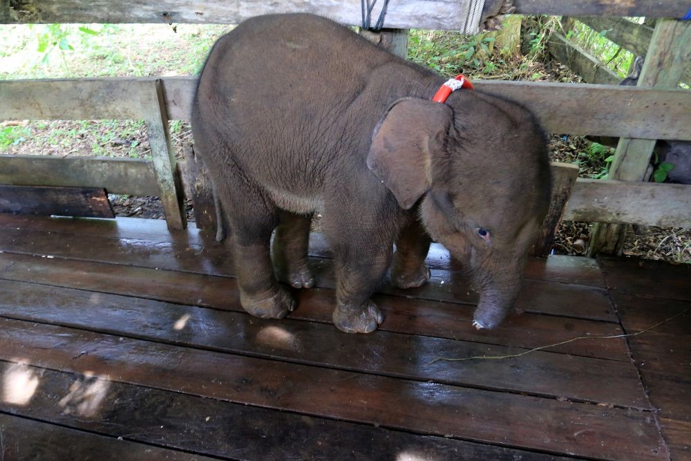 Sumsel Tetapkan Koridor Gajah Sumatra Demi Mencegah Konflik Satwa