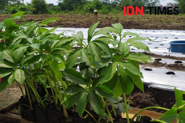 Lazizmu Sulap Lahan Tidur di Sleman untuk Budidaya Porang