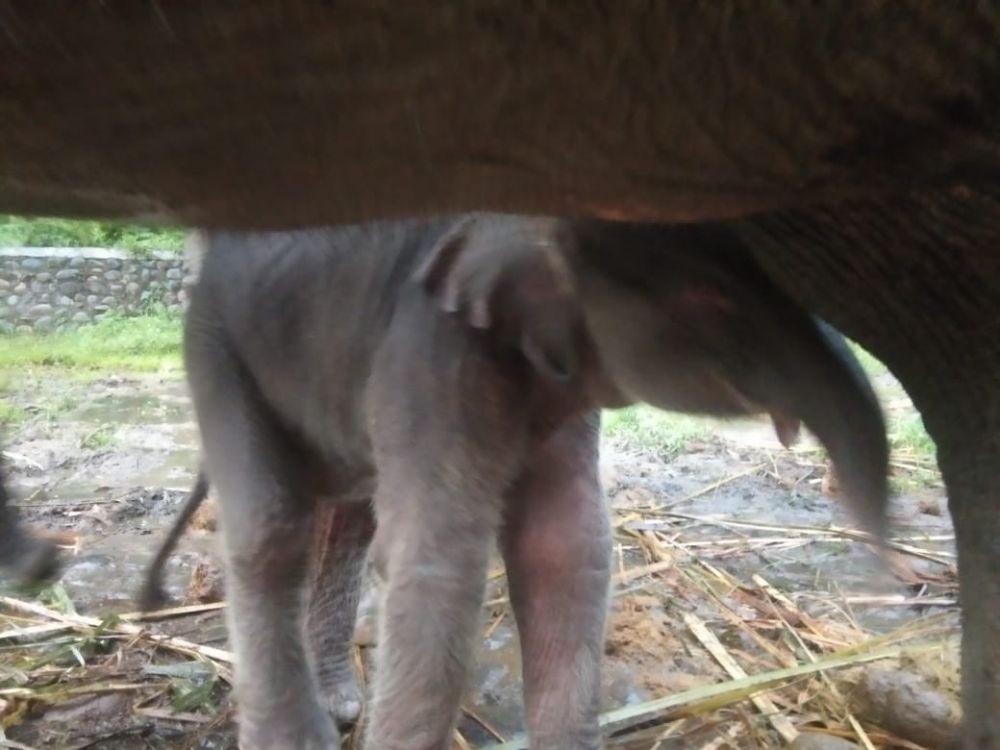 Gajah Olive Melahirkan, Anak Pertama Langsung Lindungi Adiknya