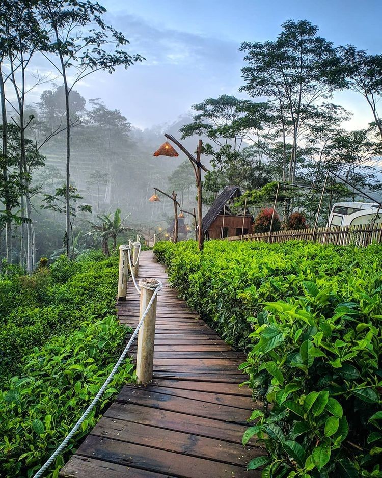 10 Tempat Wisata Kebun Teh di Indonesia, Pemandangannya Cantik Banget