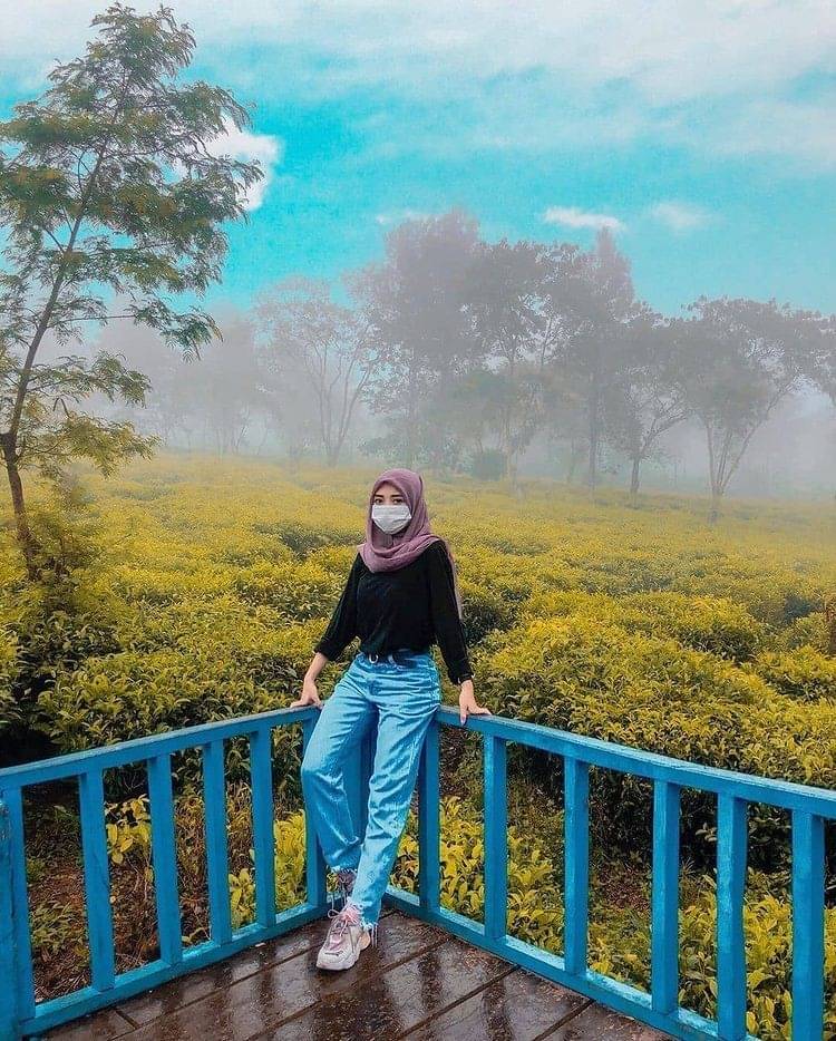 Tempat Wisata Kebun Teh Yang Cantik Di Indonesia