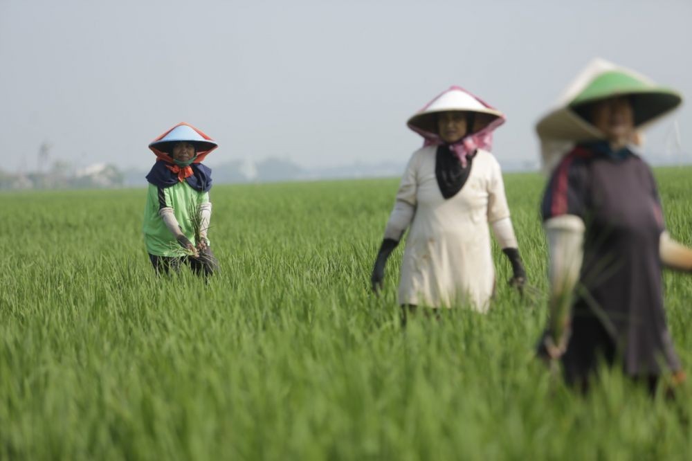 Pupuk Indonesia Dorong Petani Terapkan Pemupukan Berimbang